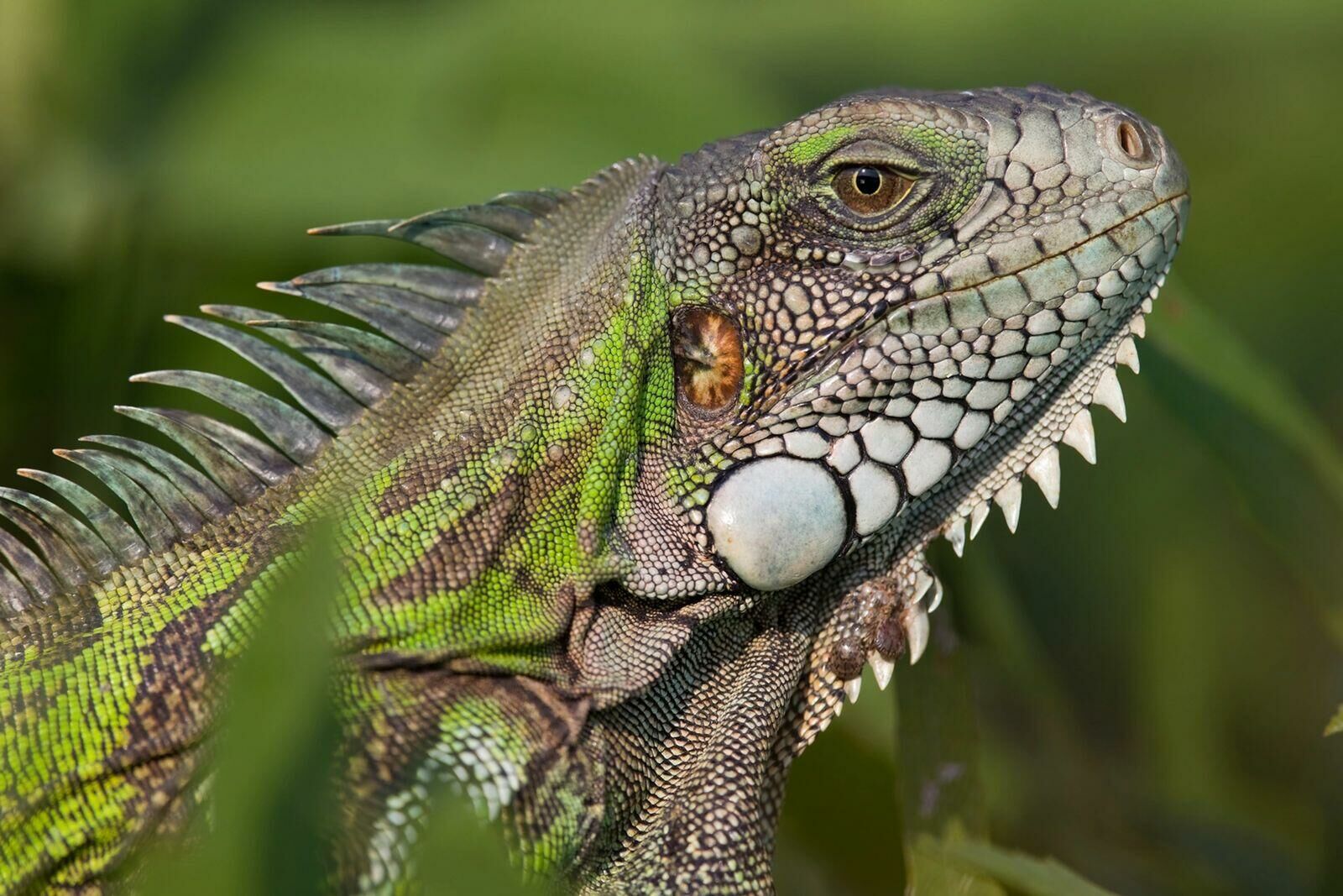 Imagem do Iguana